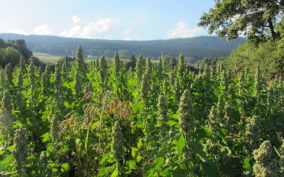 Du QUINOA au Val de Ruz – Neuchâtel