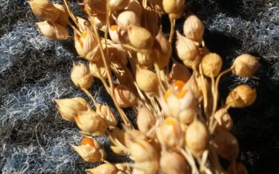 Le millet, une céréale pleine de qualité