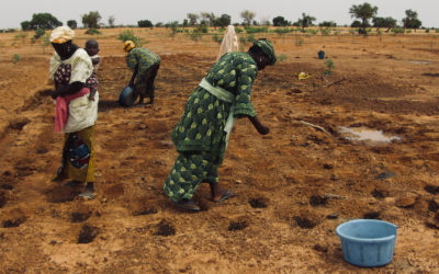 L’agriculture de conservation pour redonner vie et fertilité dans les régions sub-sahariennes : L’action de Jéthro